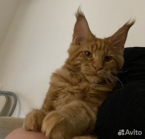 Мейн-кун вязка