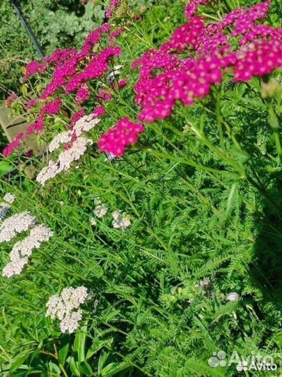 Тысячелистник