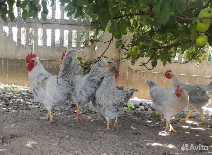 Инкубационное яйцо, цыплята, утята