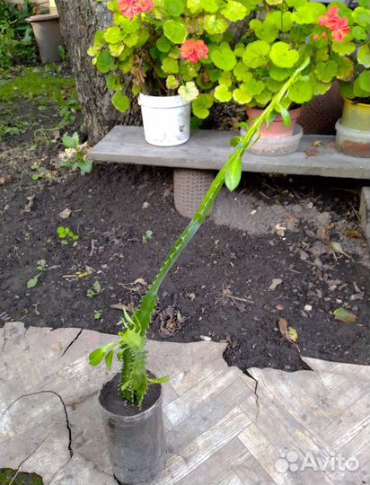 Эуфорбия, молочай трехгранный -комнатное растение