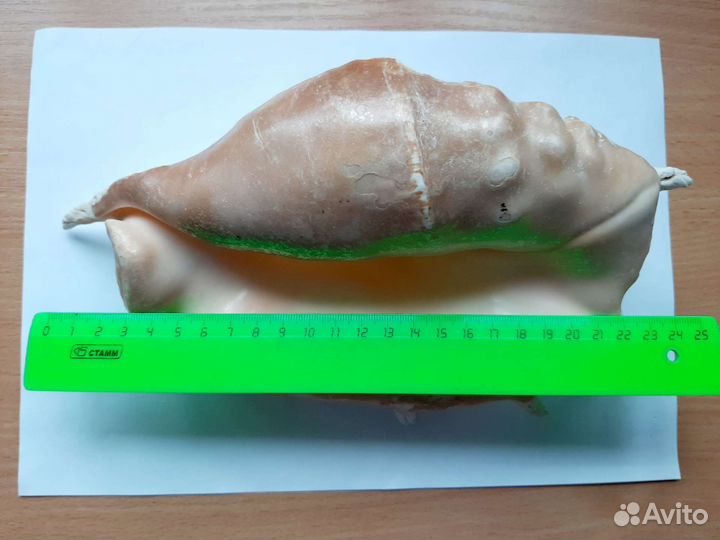 Ракушка морская большая