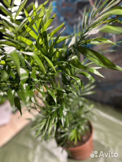 Хамедорея элеганс