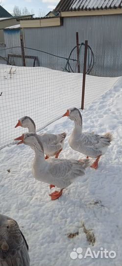 Холмогорские гуси