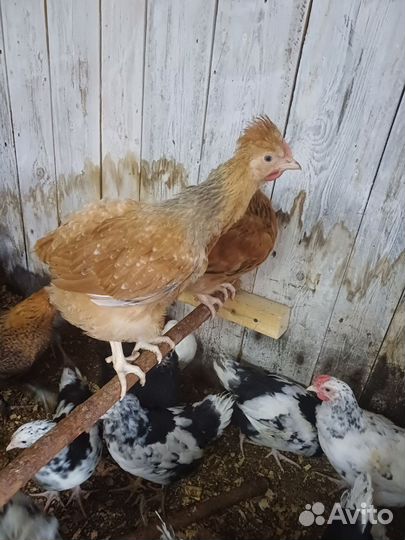 Куры молодки несушки