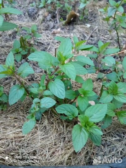 Коллекционная мята