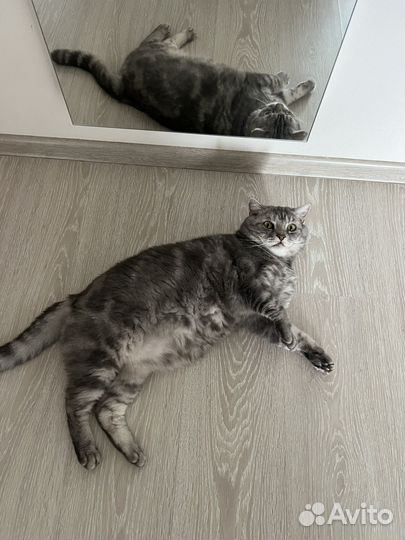 Кот бесплатно