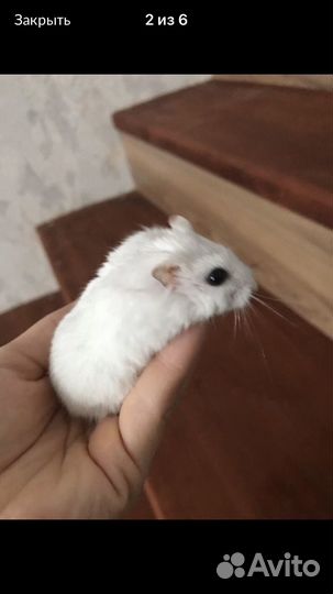 Джунгарский хомяк