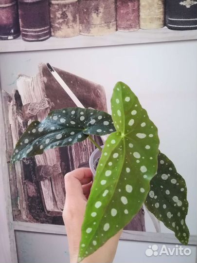 Цветы комнатные