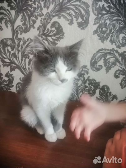 Кошка в дар бесплатно