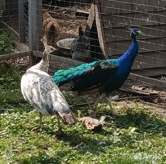 Павлины черноплечие