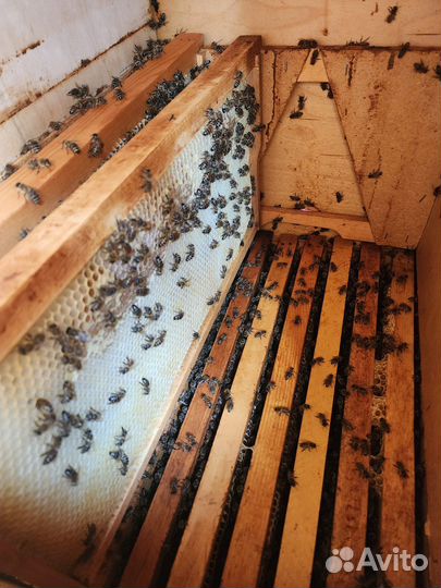 Пчелоповильон