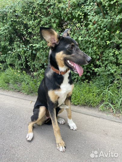 Ищем семью для Айзы