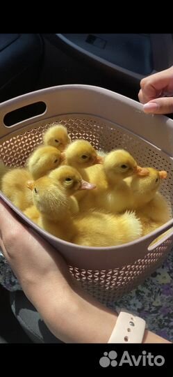 Суточные утята