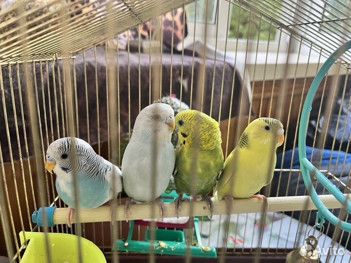 Попугайчики волнистые