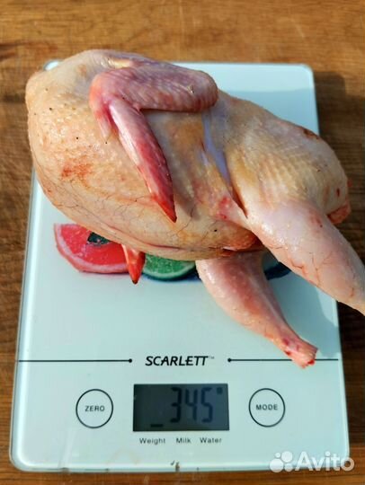 Перепел фараон утяжеленный