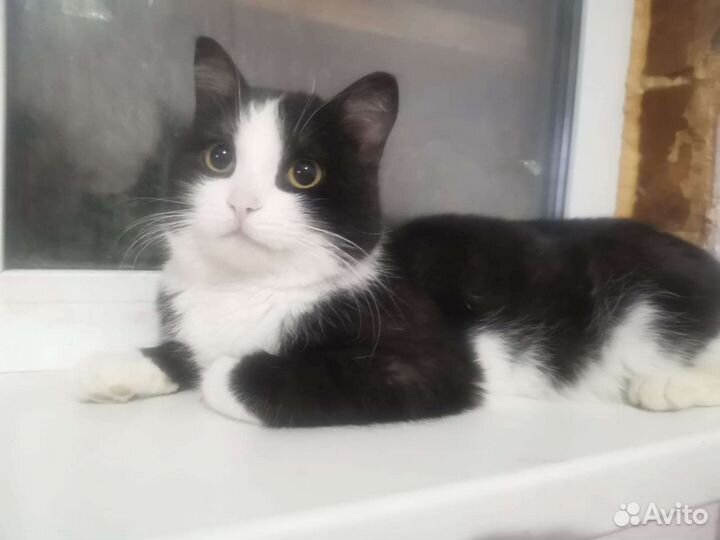 Коты в добрые руки