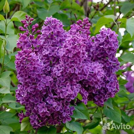 Сирень Леонид Леонов