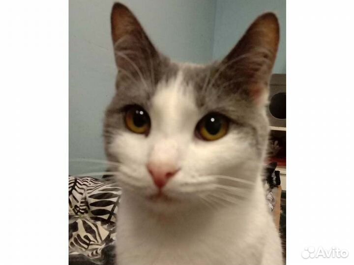 Аркаша ищет семью