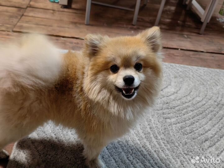 Померанский шпиц