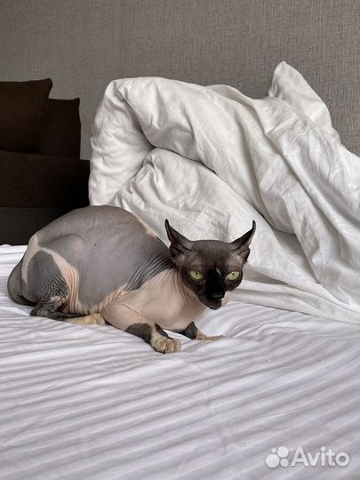 Канадский сфинкс эльф