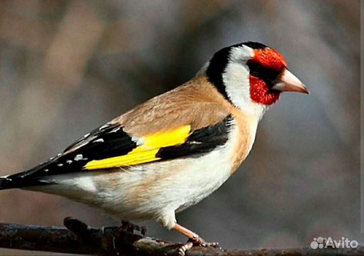 Певчие птицы