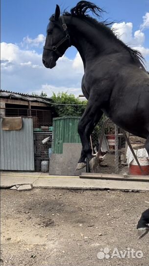 Лошадь кабардинской породы