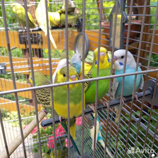 Молодые Волнистые попугаи