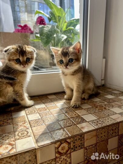 Котята золотая шиншилла
