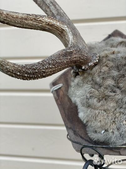 Рога изюбря (изюбра)