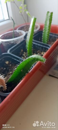 Питахайя (Драконий фрукт)