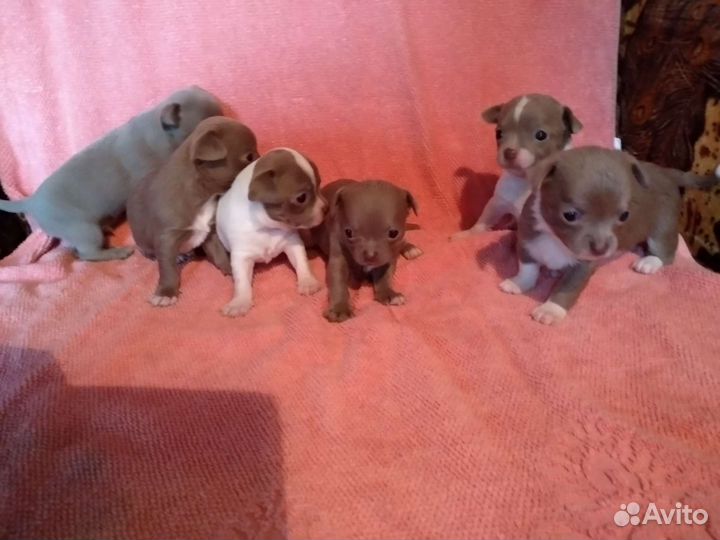 Щенки лиловые
