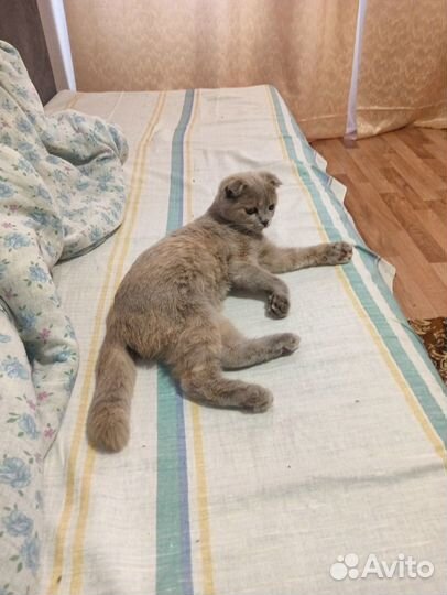 Отдам в добрые руки кошечку