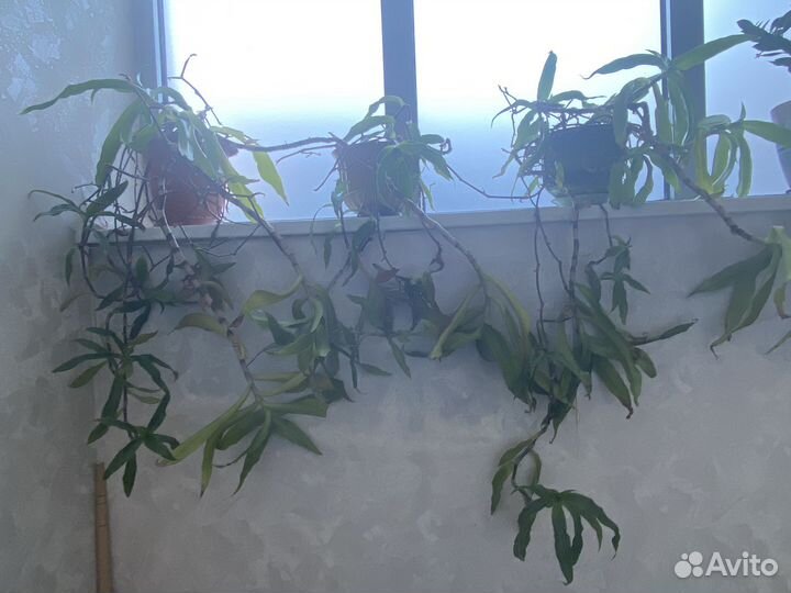 Золотой ус растение