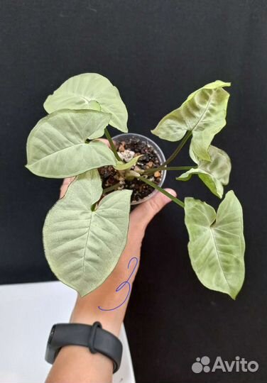 Сингониум сильвер перл (Silver Pearl)