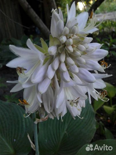 Хоста гигантская. Блу Мэммуф и Сам энд Сабстенс