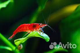 Аквариумные обитатели