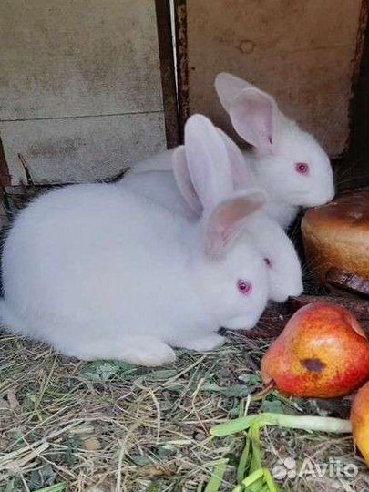 Кролики белый и серый великан 1 и 2 мес
