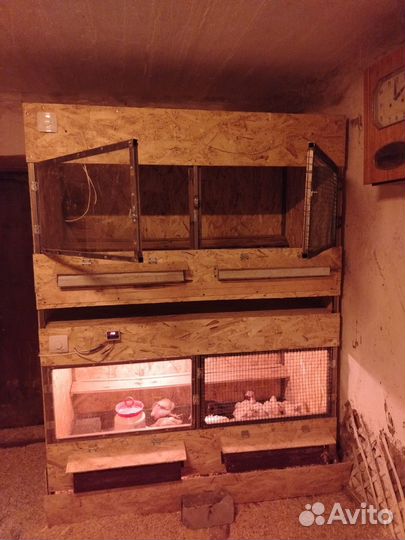 Брудер для циплят