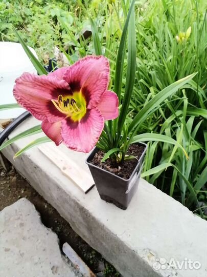 Лилейник с открытой корневой системой (окс)