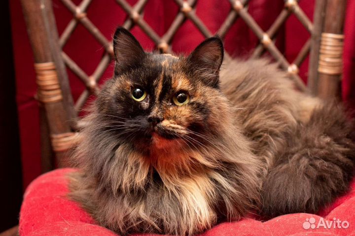 Кошечка в добрые руки