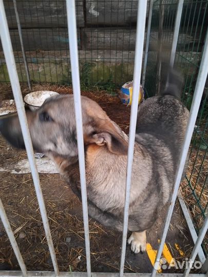 Смесь таксы и дворняжки