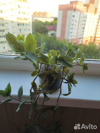 Традесканция