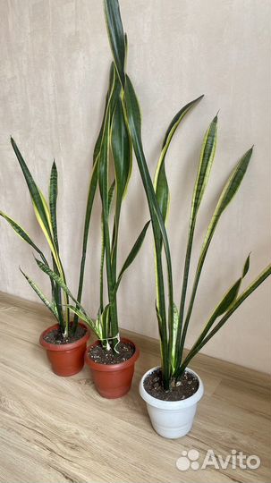 Сансевиерия высокая