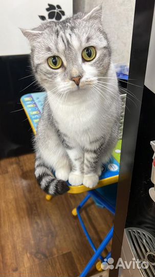 Домашние животные бесплатно кошки