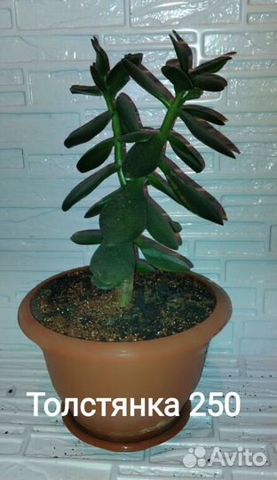 Комнатные растения