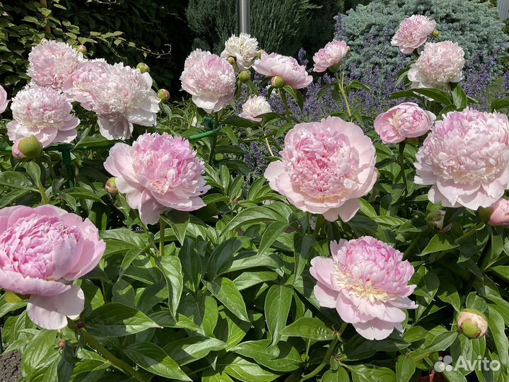 Пионы сортовые.Розовые