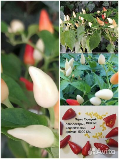 Семена Острый перец новинки 2022
