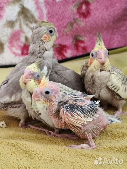 Попугай корелла птенцы ручные