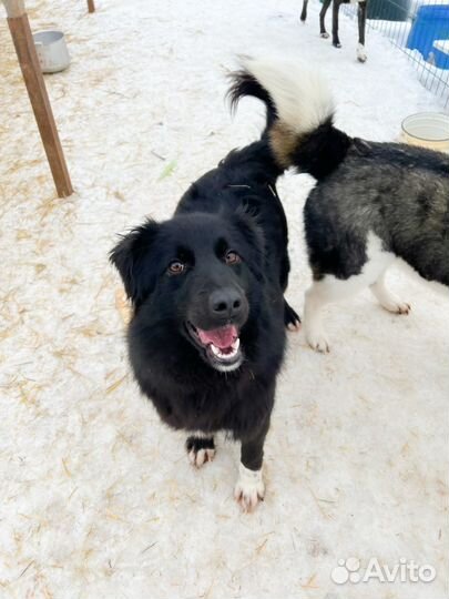 Собака девочка