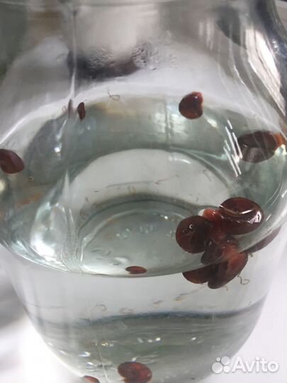 Улитки катушки аквариумные